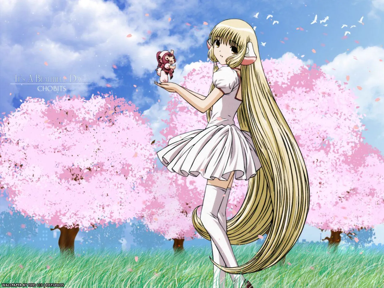Chi sous les sakura